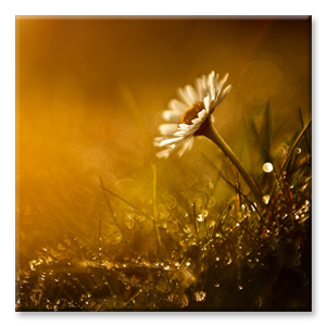 Gänseblümchen bei Sonnenuntergang