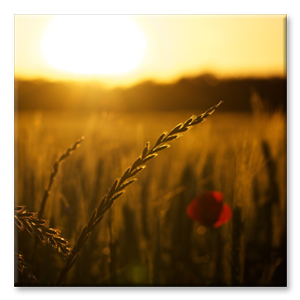 Feld bei Sonnenuntergang